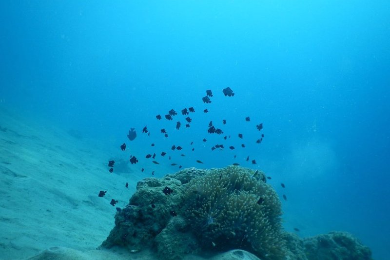Belize Dive Vacation